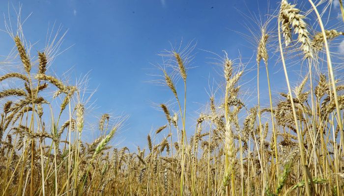 Agricultura promove eventos para discutir ações contra o desperdício de alimentos no Paraná
